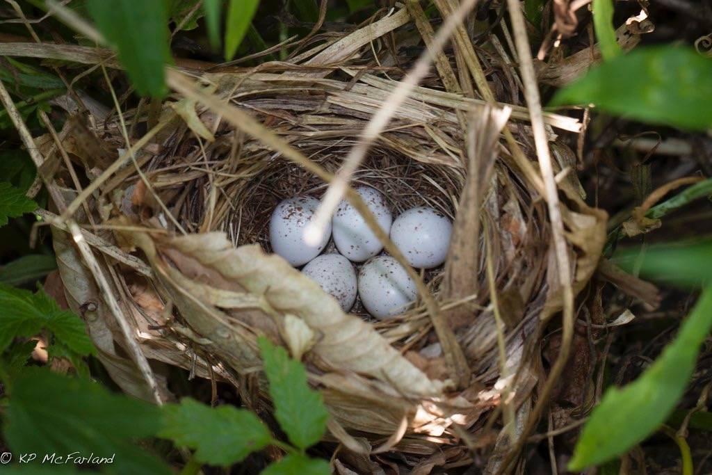 Common Yellowthroat nest by K.P. McFarland is licensed under CC BY-NC 2.0